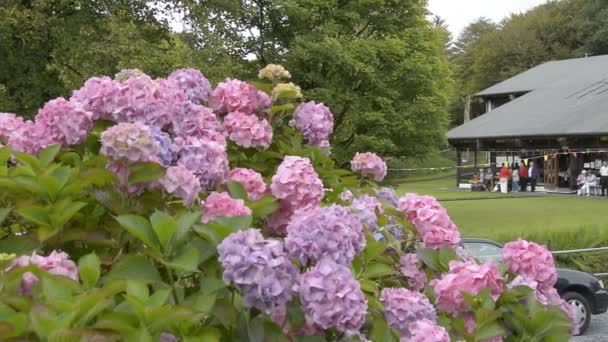 Świata słynnego Lisdoonvarna Matchmaking Festival 2015, County Clare, Irlandia — Wideo stockowe