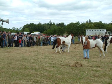 Clare, İrlanda - 23 Haziran 2016: Spancill Hill, İrlanda. Spancil Hill at Fuarı. Her yıl 23 Haziran meydana Spancill Hill adil, İrlanda'nın ve Avrupa'nın en eski tarihi at Fuarı,.