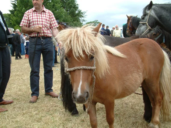 Клэр, Ирландия - 23 июня 2016 года: Spancill Hill, Ирландия. Лошадиная ярмарка Спанил Хилл. Spancill Hill Fair, Ireland 's and Europe' s oldest historic horse fair, which occurs annually on 23 June . — стоковое фото