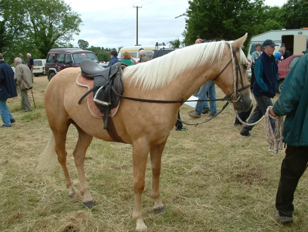 Clare, IRLANDE - 23 juin 2016 : Spancill Hill, Irlande. Spancil Hill Horse Fair. Spancill Hill Fair, la plus ancienne foire aux chevaux historique d'Irlande et d'Europe, qui a lieu chaque année le 23 juin . — Photo