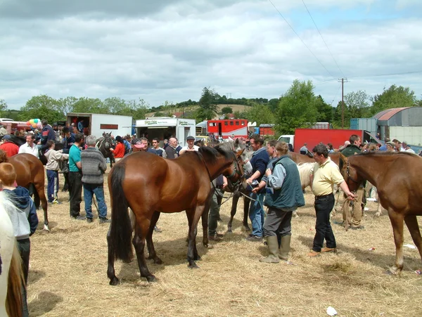 Clare, IRELAND - June 23, 2016: Spancill Hill, Ireland. Spancil Hill  Horse Fair. Spancill Hill Fair, Ireland's and Europe's oldest historic horse fair, which occurs annually on 23 June. — Stock Photo, Image