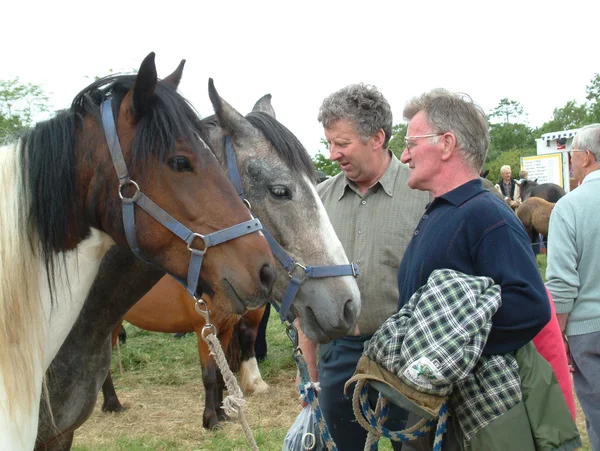 Clare, IRLANDE - 23 juin 2016 : Spancill Hill, Irlande. Spancil Hill Horse Fair. Spancill Hill Fair, la plus ancienne foire aux chevaux historique d'Irlande et d'Europe, qui a lieu chaque année le 23 juin . — Photo