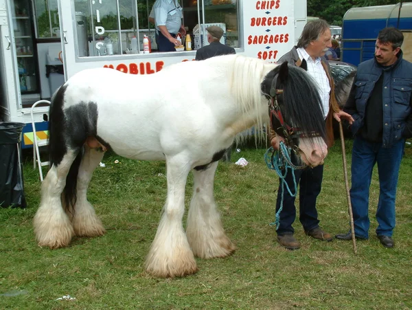 Clare, Irlandia - 23 czerwca 2016 r.: Spancil Hill, Wielka Brytania. Targi koni Spancil Hill. Spancil Hill Fair, Irlandii i Europy najstarsze Targi koni zabytkowego, która pojawia się co roku w dniu 23 czerwca. — Zdjęcie stockowe