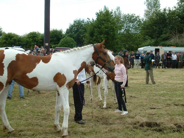 Clare, Irlandia - 23 czerwca 2016 r.: Spancil Hill, Wielka Brytania. Targi koni Spancil Hill. Spancil Hill Fair, Irlandii i Europy najstarsze Targi koni zabytkowego, która pojawia się co roku w dniu 23 czerwca. — Zdjęcie stockowe