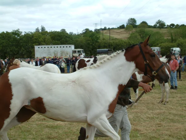 Clare, IRLANDE - 23 juin 2016 : Spancill Hill, Irlande. Spancil Hill Horse Fair. Spancill Hill Fair, la plus ancienne foire aux chevaux historique d'Irlande et d'Europe, qui a lieu chaque année le 23 juin . — Photo
