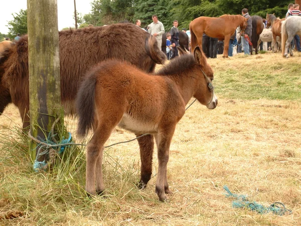 Clare, IRELAND - 23 Juni 2016: Spancill Hill, Irlandia. Spancil Hill Horse Fair. Pameran Bukit Spancill, Pameran Kuda bersejarah tertua di Irlandia dan Eropa, yang diadakan setiap tahun pada 23 Juni . — Stok Foto