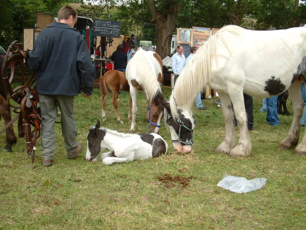 Clare, IRELAND - 23 Juni 2016: Spancill Hill, Irlandia. Spancil Hill Horse Fair. Pameran Bukit Spancill, Pameran Kuda bersejarah tertua di Irlandia dan Eropa, yang diadakan setiap tahun pada 23 Juni . — Stok Foto