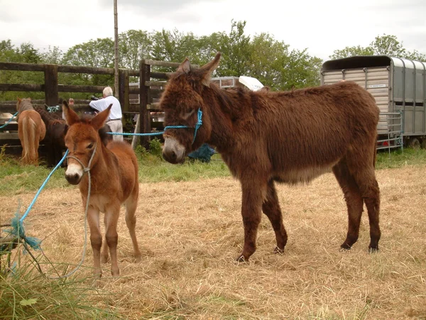 Clare, IRELAND - 23 Juni 2016: Spancill Hill, Irlandia. Spancil Hill Horse Fair. Pameran Bukit Spancill, Pameran Kuda bersejarah tertua di Irlandia dan Eropa, yang diadakan setiap tahun pada 23 Juni . — Stok Foto