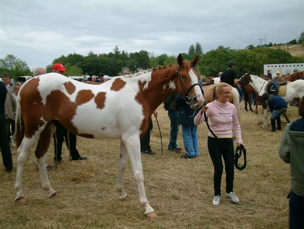 Clare, IRLANDA - 23 de junho de 2016: Spancill Hill, Irlanda. Feira de Cavalos Spancil Hill. Spancill Hill Fair, a mais antiga feira histórica de cavalos da Irlanda e da Europa, que ocorre anualmente em 23 de junho . — Fotografia de Stock
