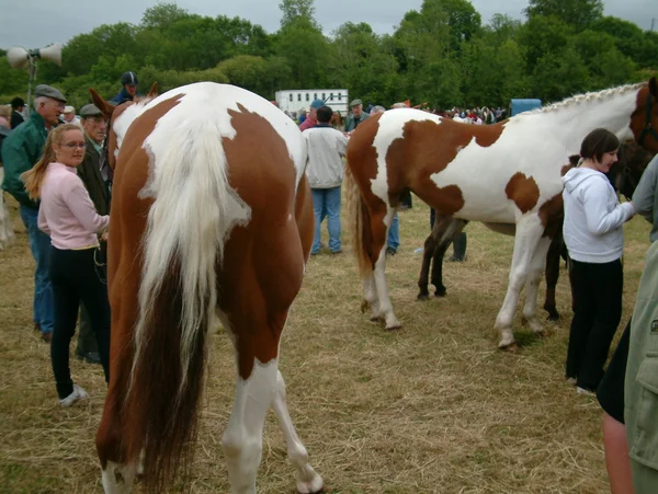 Clare, IRLANDE - 23 juin 2016 : Spancill Hill, Irlande. Spancil Hill Horse Fair. Spancill Hill Fair, la plus ancienne foire aux chevaux historique d'Irlande et d'Europe, qui a lieu chaque année le 23 juin . — Photo