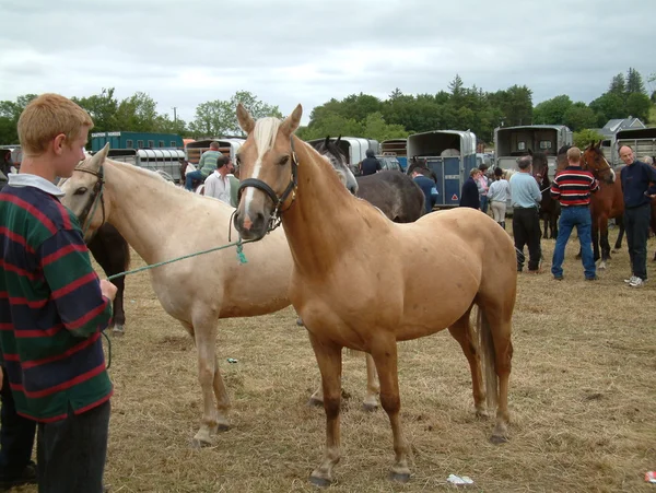 Clare, IRELAND - June 23, 2016: Spancill Hill, Ireland. Spancil Hill  Horse Fair. Spancill Hill Fair, Ireland's and Europe's oldest historic horse fair, which occurs annually on 23 June. — Stock Photo, Image