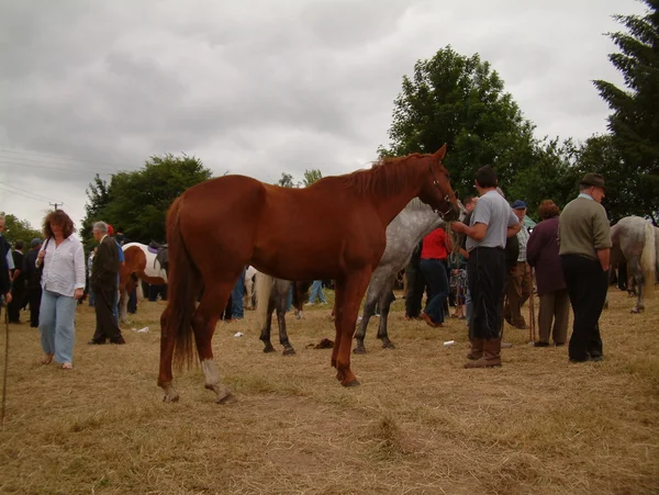 Clare, IRELAND - 23 Juni 2016: Spancill Hill, Irlandia. Spancil Hill Horse Fair. Pameran Bukit Spancill, Pameran Kuda bersejarah tertua di Irlandia dan Eropa, yang diadakan setiap tahun pada 23 Juni . — Stok Foto