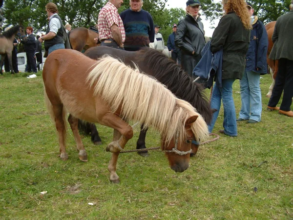 Clare, IRELAND - 23 Juni 2016: Spancill Hill, Irlandia. Spancil Hill Horse Fair. Pameran Bukit Spancill, Pameran Kuda bersejarah tertua di Irlandia dan Eropa, yang diadakan setiap tahun pada 23 Juni . — Stok Foto