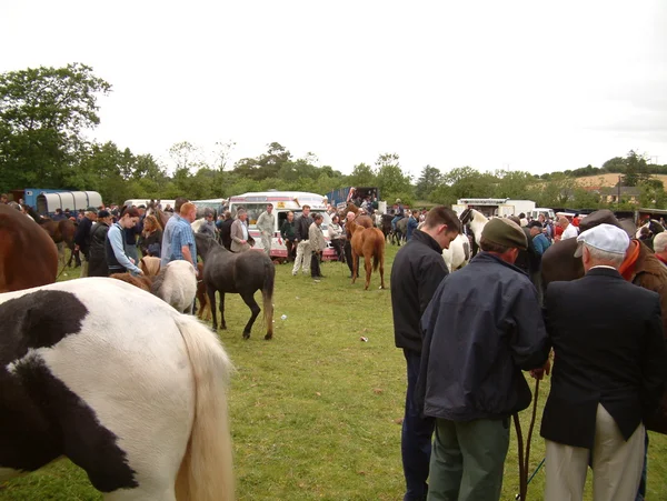 Clare, IRLANDE - 23 juin 2016 : Spancill Hill, Irlande. Spancil Hill Horse Fair. Spancill Hill Fair, la plus ancienne foire aux chevaux historique d'Irlande et d'Europe, qui a lieu chaque année le 23 juin . — Photo