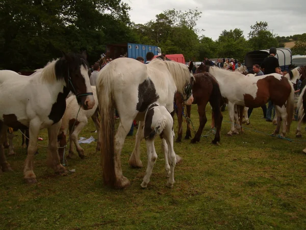 Clare, Irlandia - 23 czerwca 2016 r.: Spancil Hill, Wielka Brytania. Targi koni Spancil Hill. Spancil Hill Fair, Irlandii i Europy najstarsze Targi koni zabytkowego, która pojawia się co roku w dniu 23 czerwca. — Zdjęcie stockowe