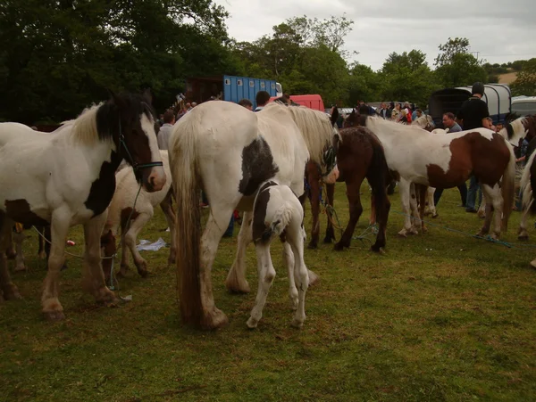 Clare, IRLANDE - 23 juin 2016 : Spancill Hill, Irlande. Spancil Hill Horse Fair. Spancill Hill Fair, la plus ancienne foire aux chevaux historique d'Irlande et d'Europe, qui a lieu chaque année le 23 juin . — Photo