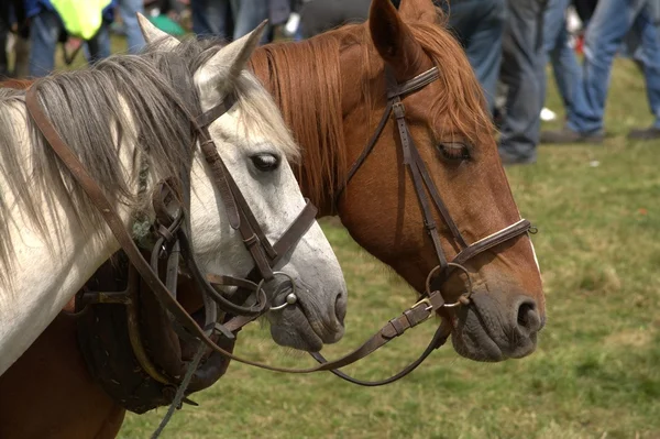 Clare, IRELAND - 23 Juni 2016: Spancill Hill, Irlandia. Spancil Hill Horse Fair. Pameran Bukit Spancill, Pameran Kuda bersejarah tertua di Irlandia dan Eropa, yang diadakan setiap tahun pada 23 Juni . — Stok Foto