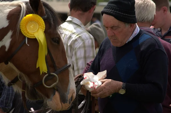 Clare, IRELAND - 23 Juni 2016: Spancill Hill, Irlandia. Spancil Hill Horse Fair. Pameran Bukit Spancill, Pameran Kuda bersejarah tertua di Irlandia dan Eropa, yang diadakan setiap tahun pada 23 Juni . — Stok Foto