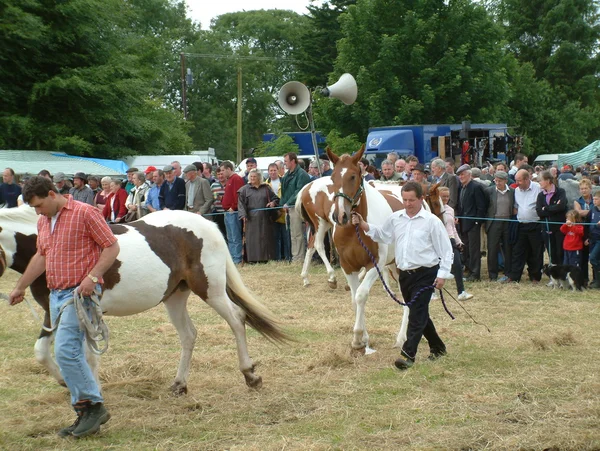 Clare, IRLANDE - 23 juin 2016 : Spancill Hill, Irlande. Spancil Hill Horse Fair. Spancill Hill Fair, la plus ancienne foire aux chevaux historique d'Irlande et d'Europe, qui a lieu chaque année le 23 juin . Images De Stock Libres De Droits