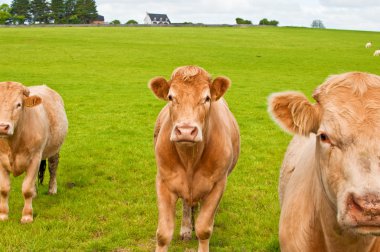 büyük çiftlik alanı İrlandalı inekler