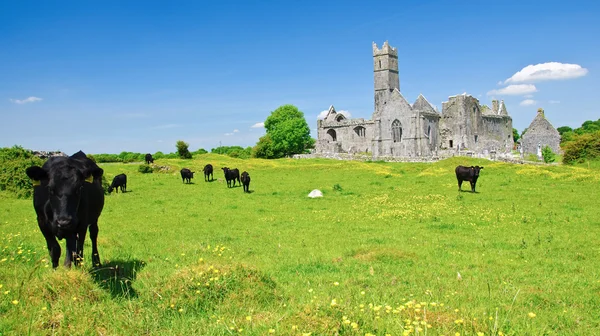 Iglesia antigua irlandesa escénica abadía ruinas paisaje —  Fotos de Stock