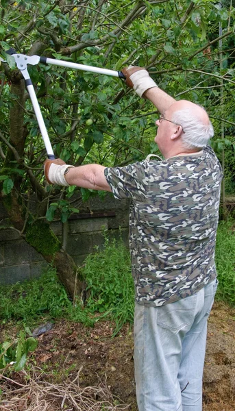 Senior male cutting trimming tree branches outside — Stock Photo, Image