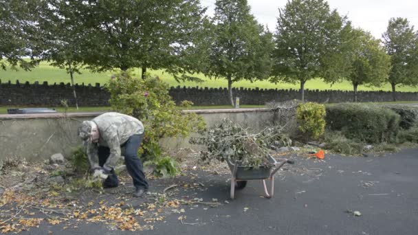 Senior male in his garden and driveway tidying cleaning leaves. — Stock Video