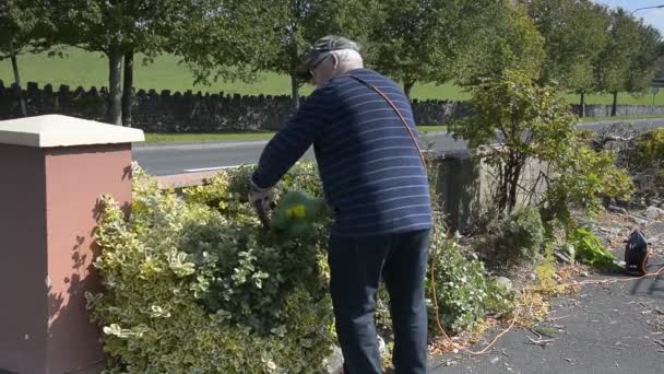 Senior hane i trädgården skära tillbaka häckar med ett elverktyg. — Stockvideo