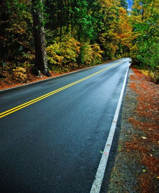 bir orman yoluyla kırsal kırsal yol