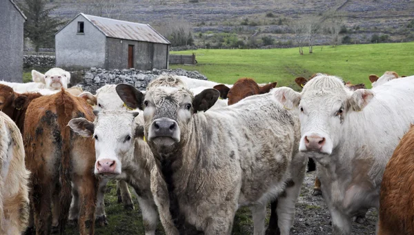Vaca touro close up imagem no campo de fazenda — Fotografia de Stock