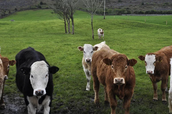 Vaca touro close up imagem no campo de fazenda — Fotografia de Stock