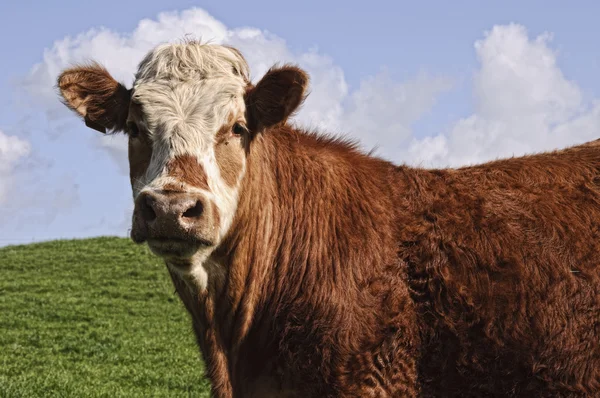 Touro vaca posando em um campo verde com céu azul — Fotografia de Stock