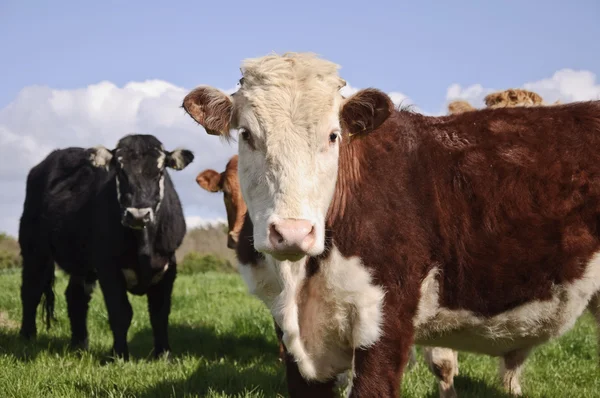 Touro vaca posando em um campo verde com céu azul — Fotografia de Stock