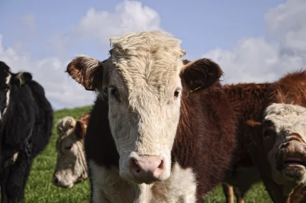 Touro vaca posando em um campo verde com céu azul — Fotografia de Stock