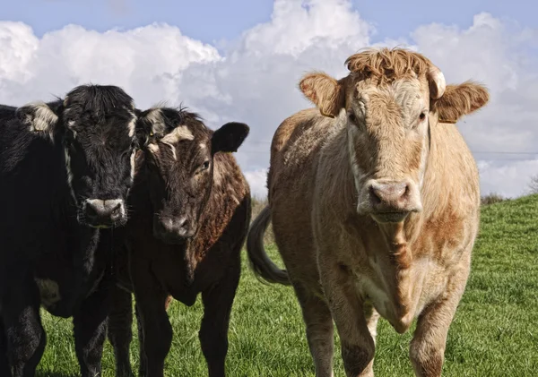 Touro vaca posando em um campo verde com céu azul — Fotografia de Stock