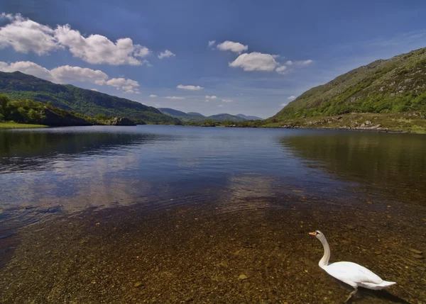 Cisne en un lago por paisaje de montaña —  Fotos de Stock