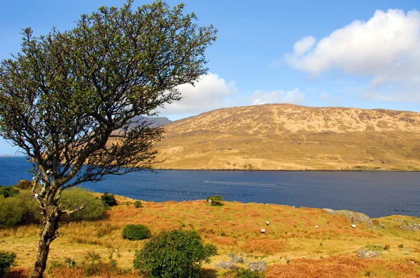 Natursköna landskapet i connemara i Irland — Stockfoto