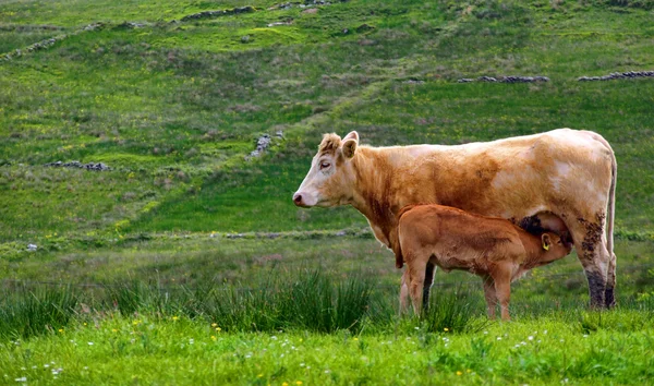 Vacas de vitelos alimentadas numa exploração rural rural — Fotografia de Stock