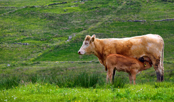 calf cow feeding in a rural countryside farm