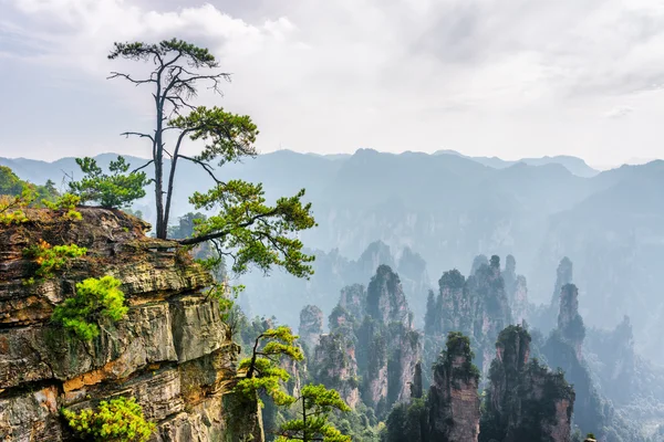 Zielone drzewo rosnące na szczycie skały (avatar Mountains) — Zdjęcie stockowe