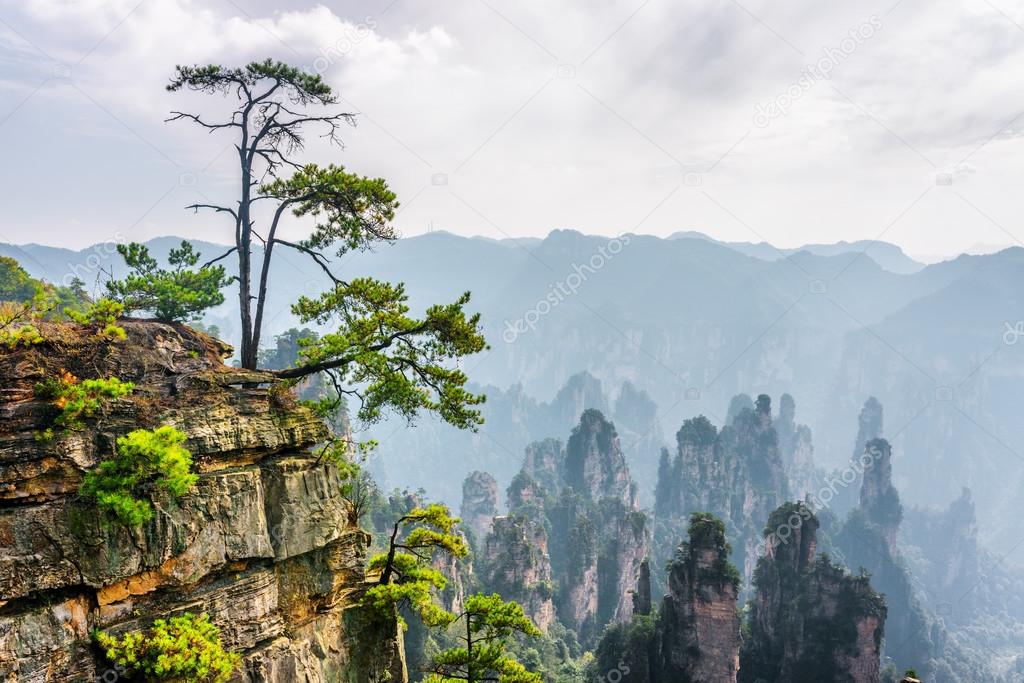 Green tree growing on top of rock (Avatar Mountains)