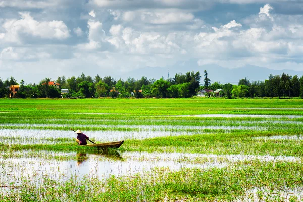 Remador vietnamita sombrero cónico entre los campos de arroz verde —  Fotos de Stock