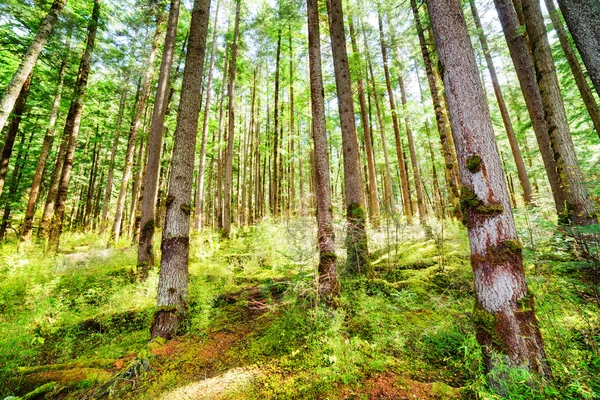 Raios de luz solar matinal através de árvores velhas de floresta perene — Fotografia de Stock