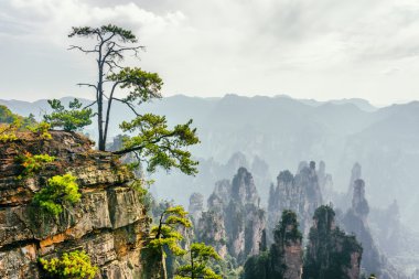 Green tree growing on top of rock, the Tianzi Mountains clipart