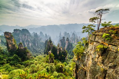 Rock ve doğal kuvars kum taşı ayağı üstüne büyüyen ağaç