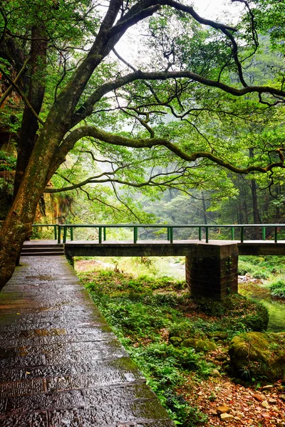 Vista de pasarela de piedra y puente entre bosques verdes —  Fotos de Stock