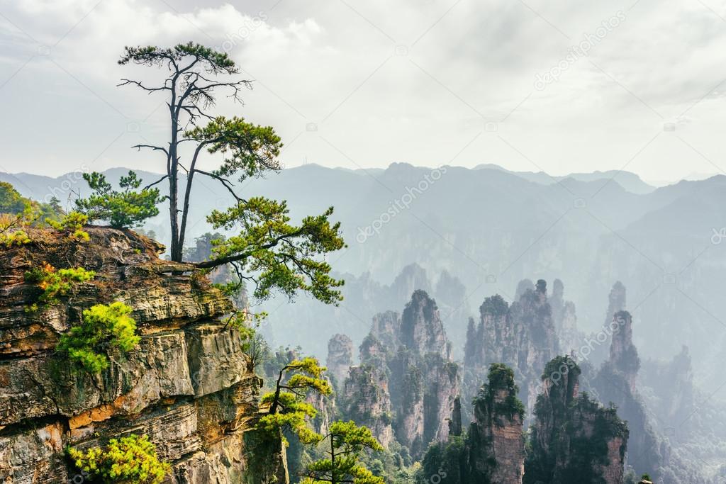 Green tree growing on top of rock, the Tianzi Mountains