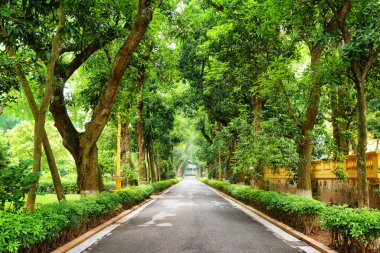 Hanoi botanik bahçesinde tropikal ağaçlar ile gölgeli geçit