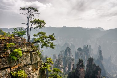 Green tree growing on top of rock. the Tianzi Mountains clipart