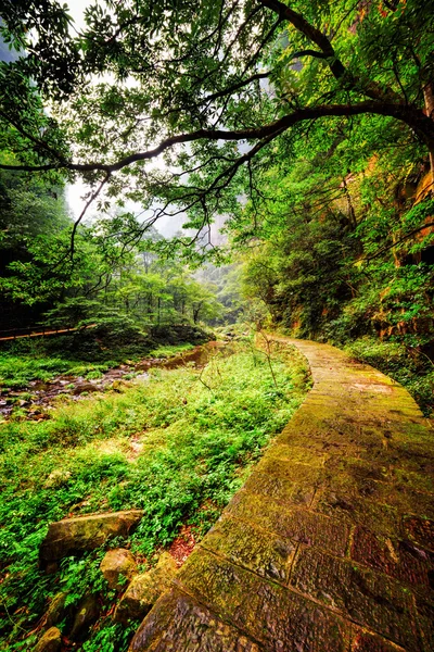 Schilderachtig uitzicht van mossy stenen loopbrug tussen de groene bossen — Stockfoto